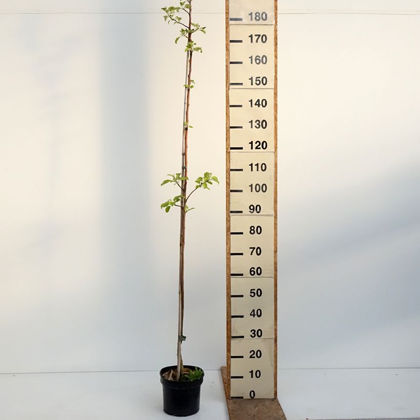 Amostra de Macieira Kantówka Gdańska - Malus domestica Vaso de 4 L/5 L, Rebento tal como entregue na primavera