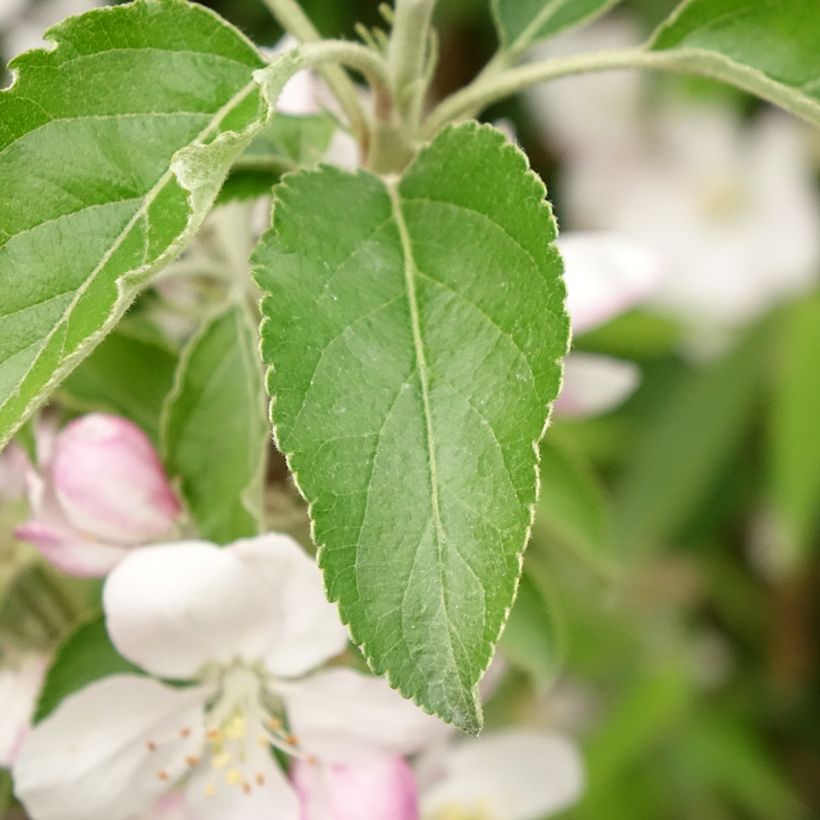 Macieira Karneval - Malus domestica (Folhagem)