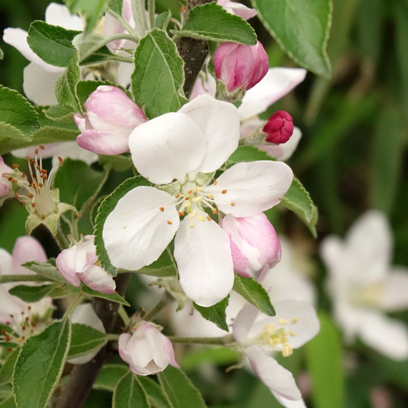Macieira Karneval - Malus domestica (Floração)