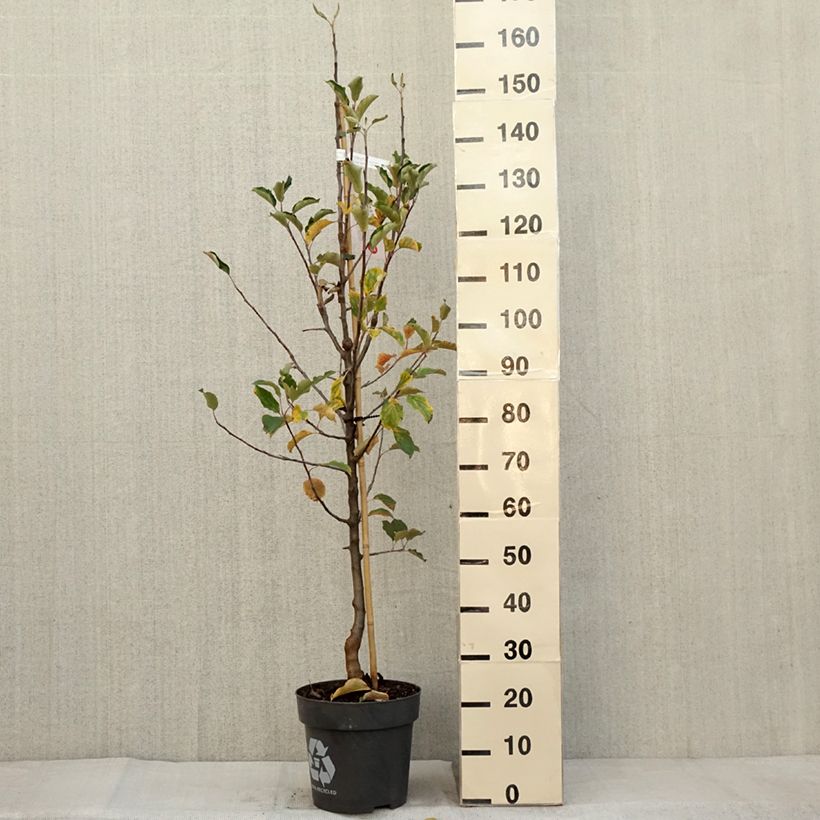 Amostra de Macieira Karneval - Malus domestica Vaso de 7,5 L/10 L, Copo tal como entregue no outono
