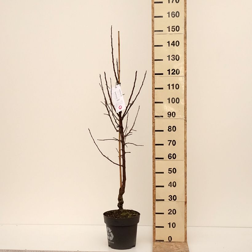 Amostra de Pommier Karneval Vaso de 7,5 L/10 L, Copo tal como entregue no inverno