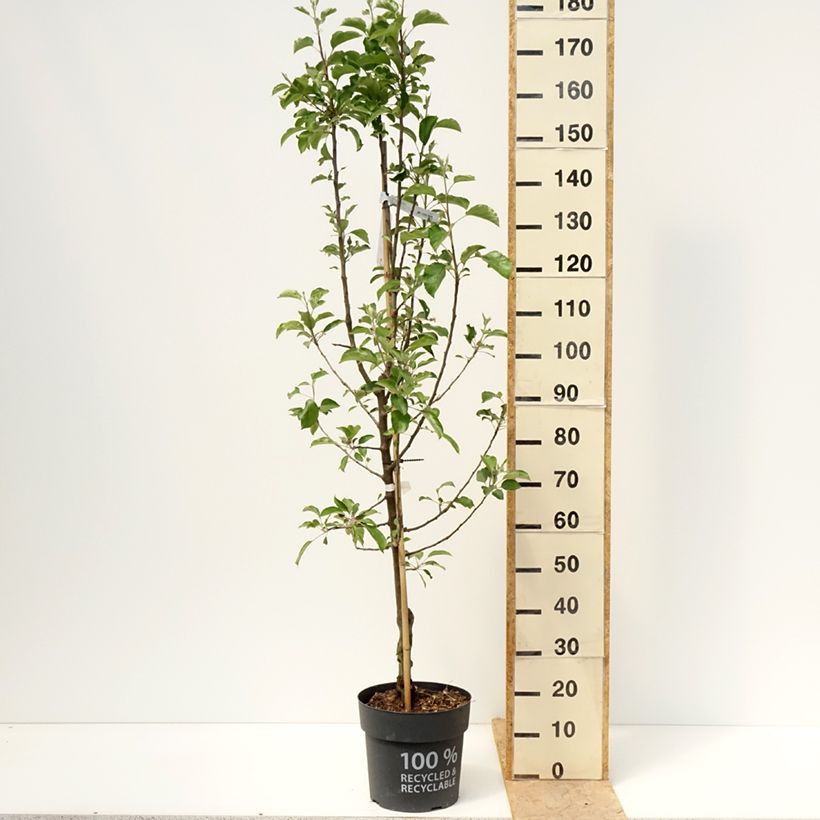 Amostra de Macieira Karneval - Malus domestica Vaso de 7,5 L/10 L, Copo tal como entregue na primavera