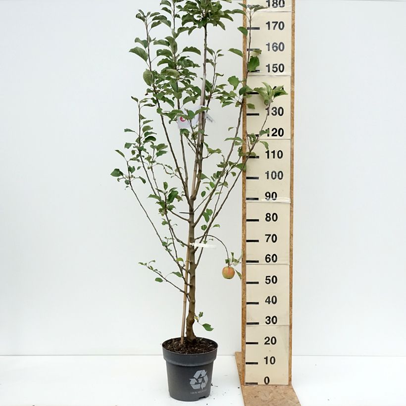 Amostra de Macieira Karneval - Malus domestica Vaso de 7,5 L/10 L, Copo tal como entregue no verão