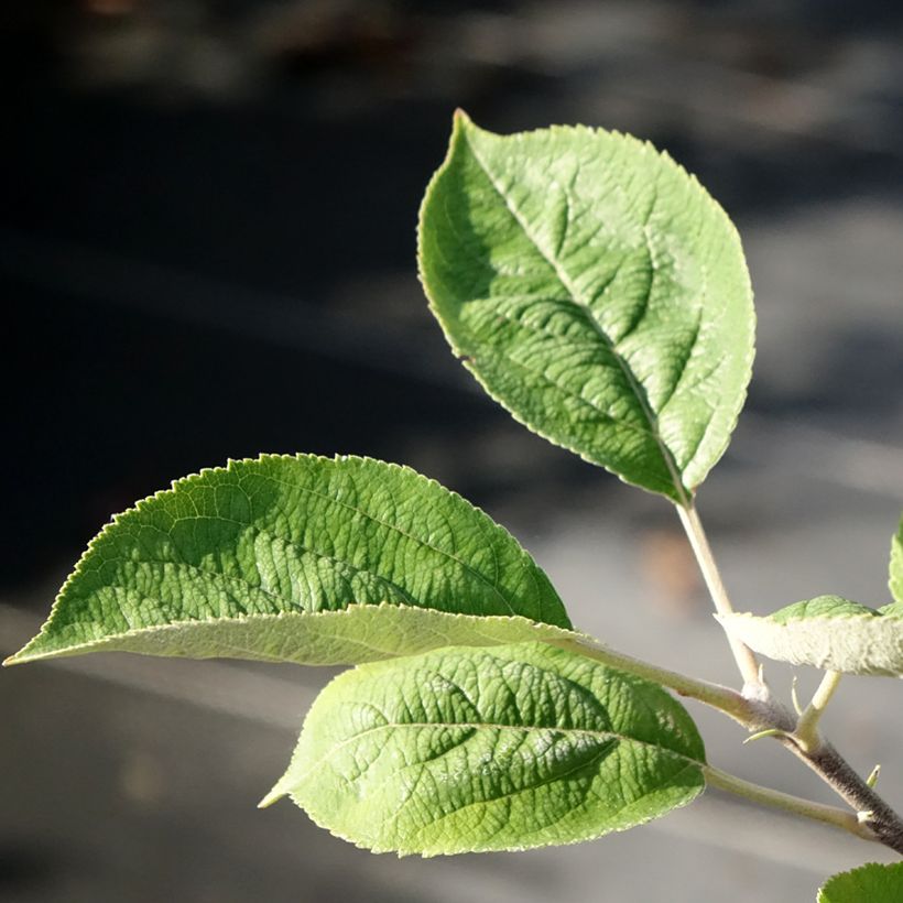 Macieira Kosztela - Malus domestica (Folhagem)
