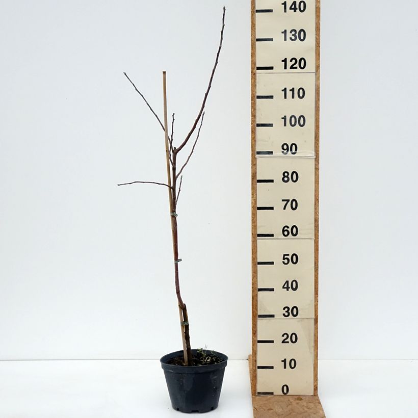 Amostra de Macieira Kosztela - Malus domestica Vaso de 4 L/5 L, Rebento tal como entregue no outono
