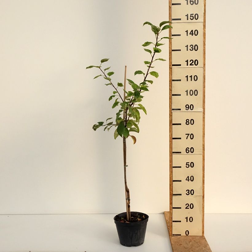Amostra de Macieira Kosztela - Malus domestica Vaso de 4 L/5 L, Rebento tal como entregue no verão