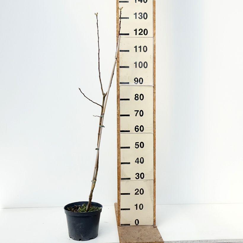 Amostra de Macieira Kosztela - Malus domestica Vaso de 4 L/5 L, Rebento tal como entregue na primavera