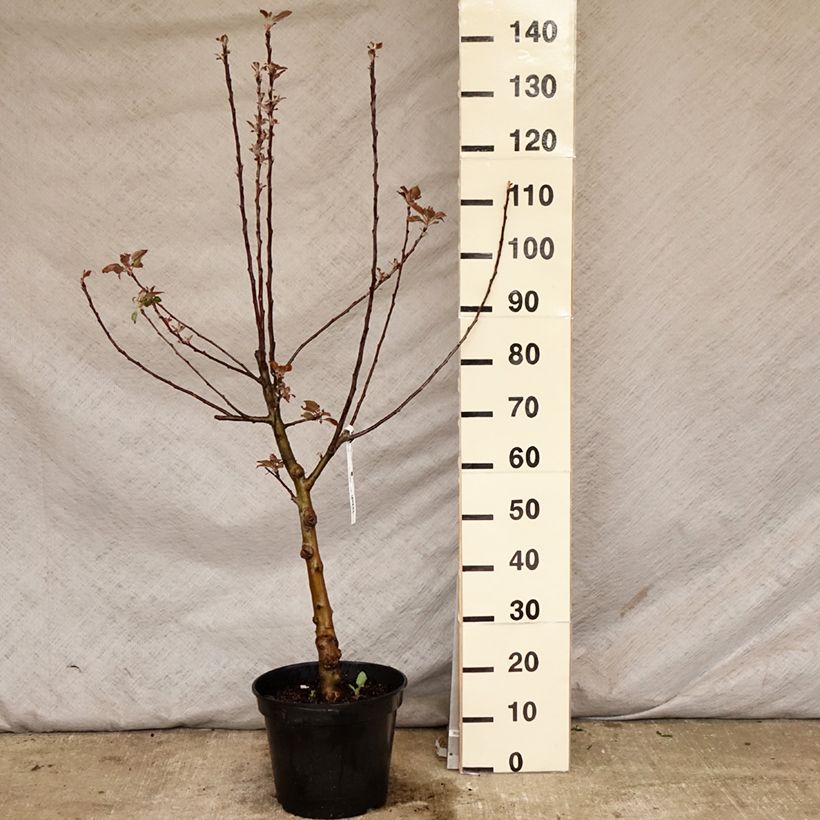 Amostra de Macieira Maggy - Malus domestica Vaso de 7,5 L/10 L, Copo tal como entregue na primavera