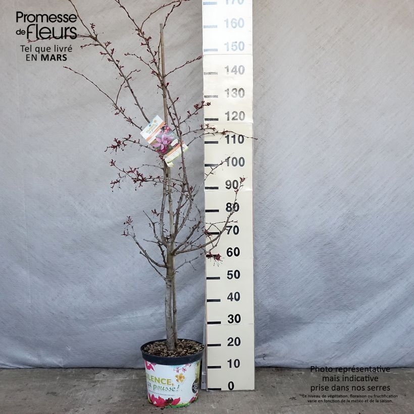 Amostra de Malus Diable Rouge Vaso de 7,5 L/10 L tal como entregue na primavera