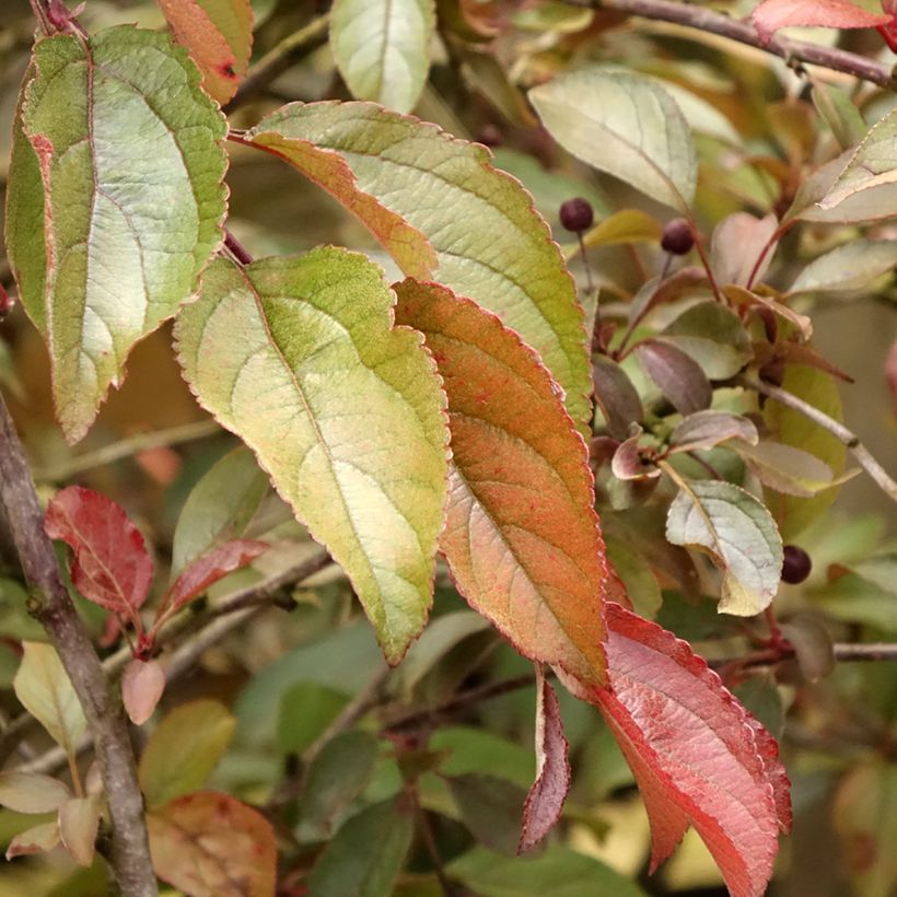 Malus Diable Rouge (Folhagem)