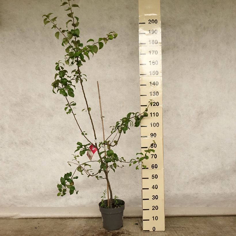 Amostra de Macieira Braeburn - Malus domestica Vaso de 7,5 L/10 L, Copo tal como entregue no verão