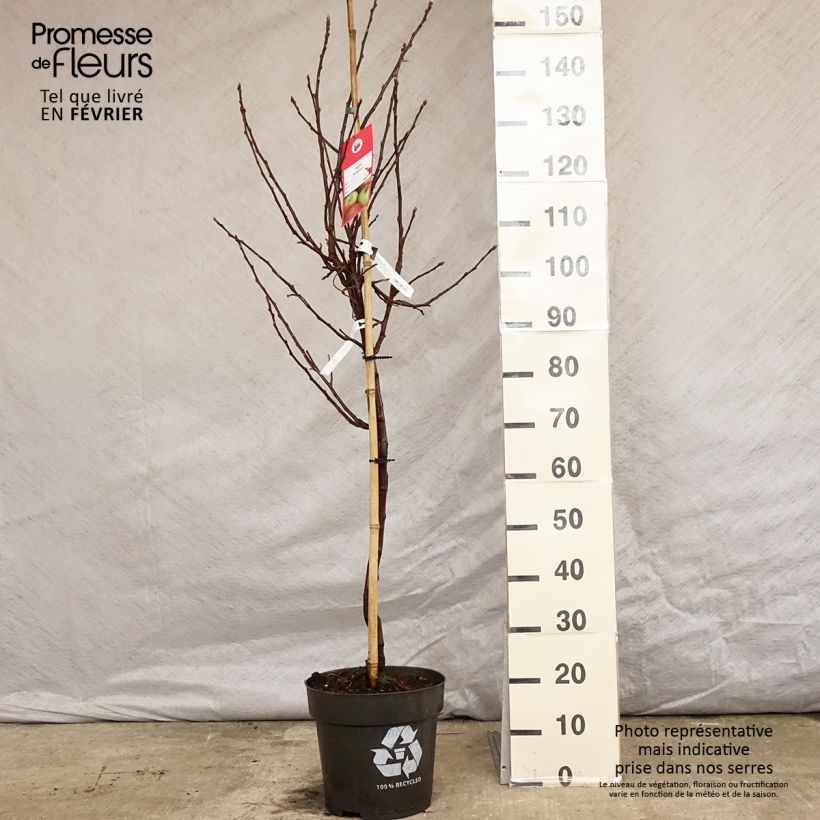 Amostra de Pommier - Malus domestica Braeburn Vaso de 7,5 L/10 L, Copo tal como entregue no inverno