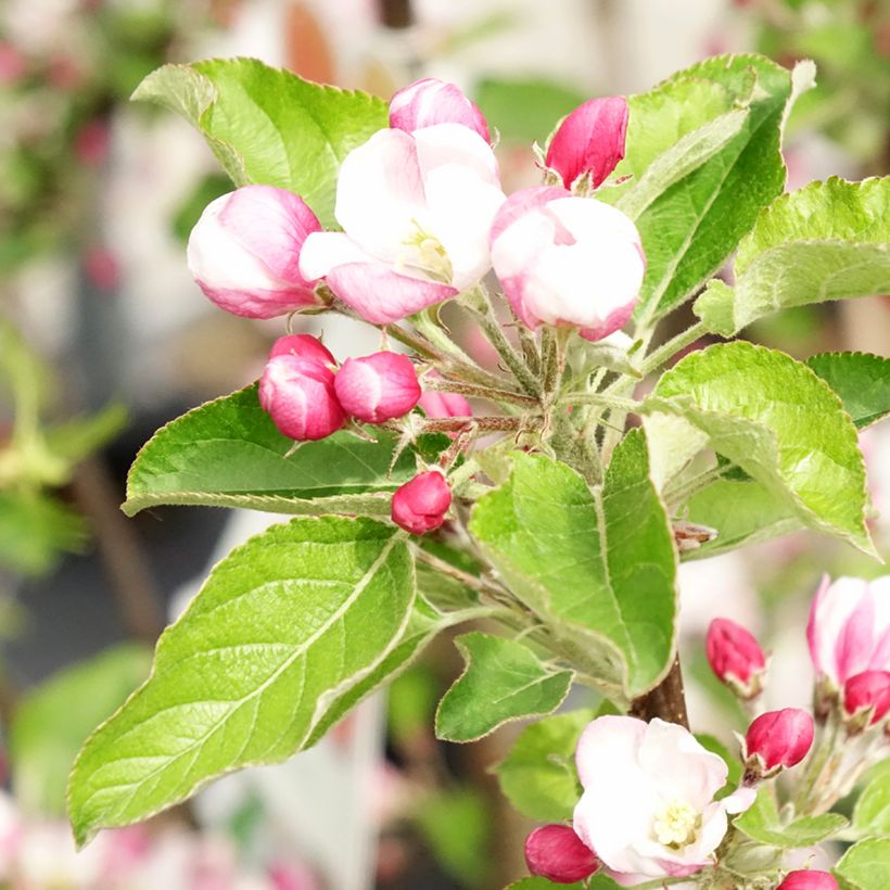 Macieira Braeburn - Malus domestica (Floração)