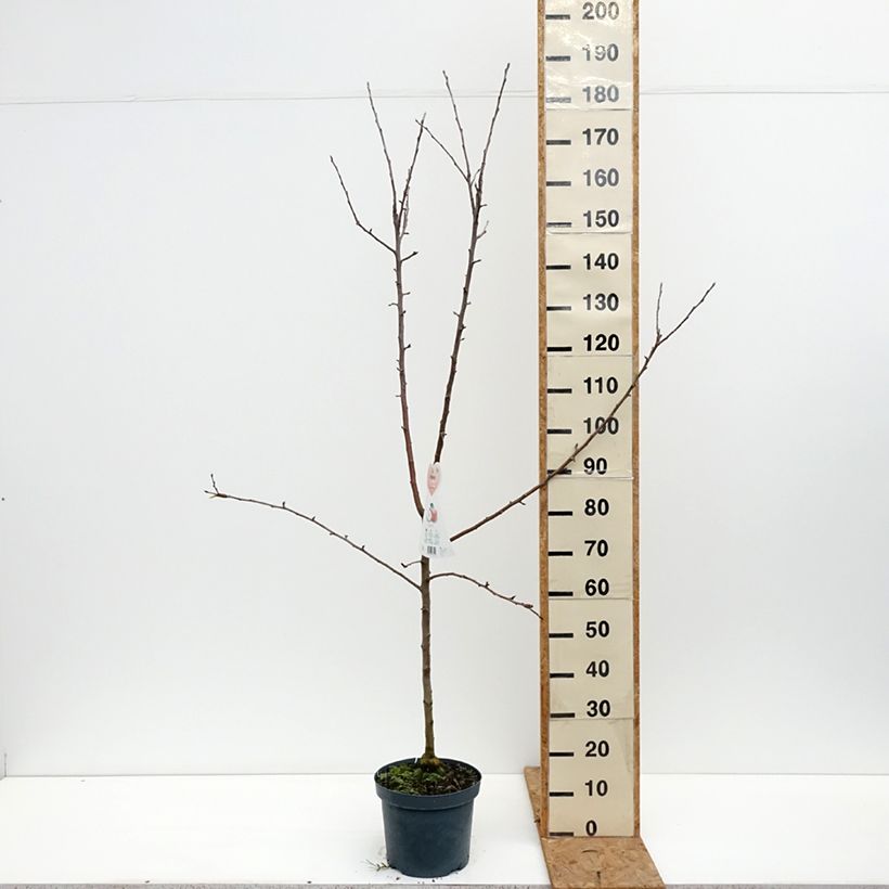 Amostra de Macieira Braeburn - Malus domestica Vaso de 7,5 L/10 L, Copo tal como entregue no outono
