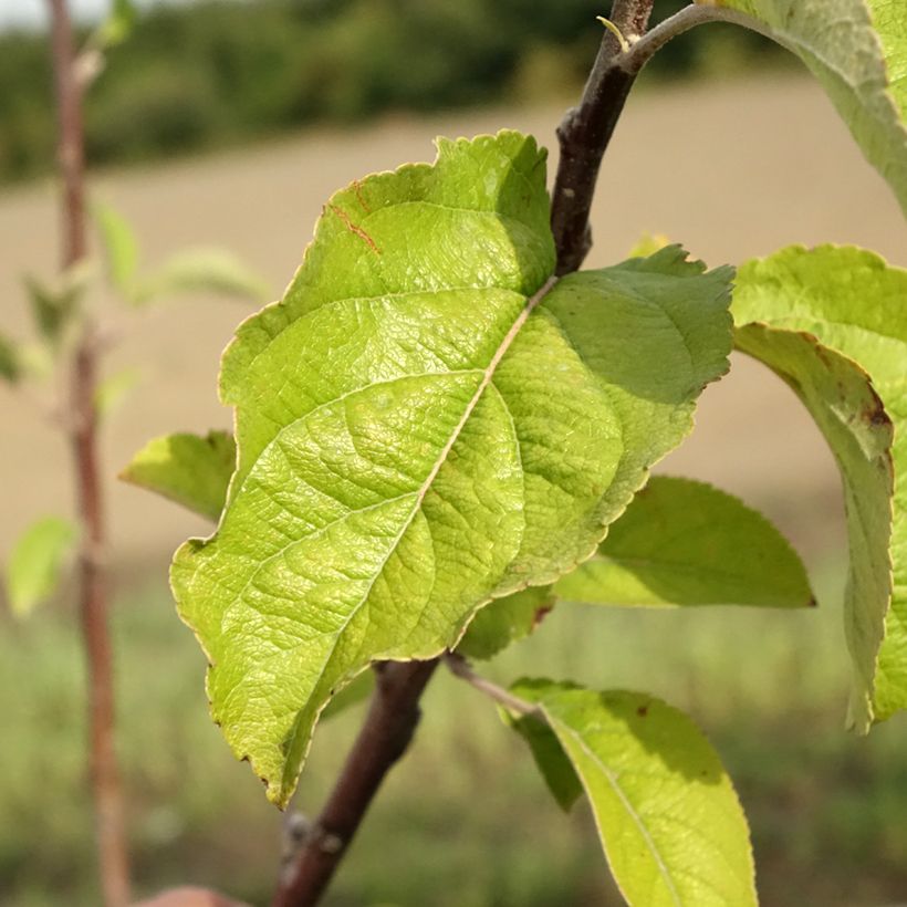 Macieira Braeburn - Malus domestica (Folhagem)