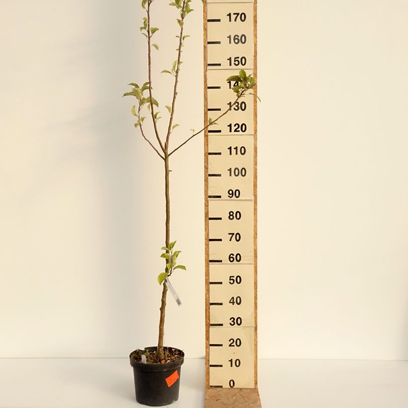 Amostra de Macieira Braeburn - Malus domestica Vaso de 7,5 L/10 L, Rebento tal como entregue no verão