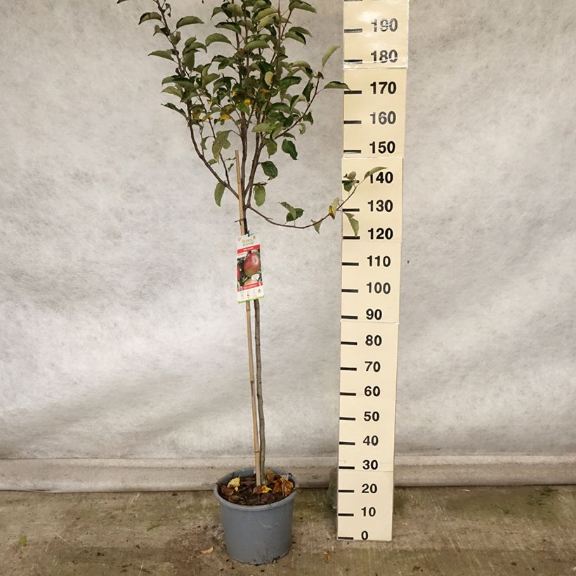 Amostra de Macieira Idared - Malus domestica Vaso de 12 L/15 L, Meia haste tal como entregue no outono