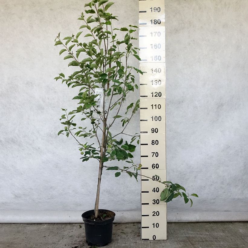 Amostra de Macieira Idared - Malus domestica Vaso de 7,5 L/10 L, Copo tal como entregue no verão