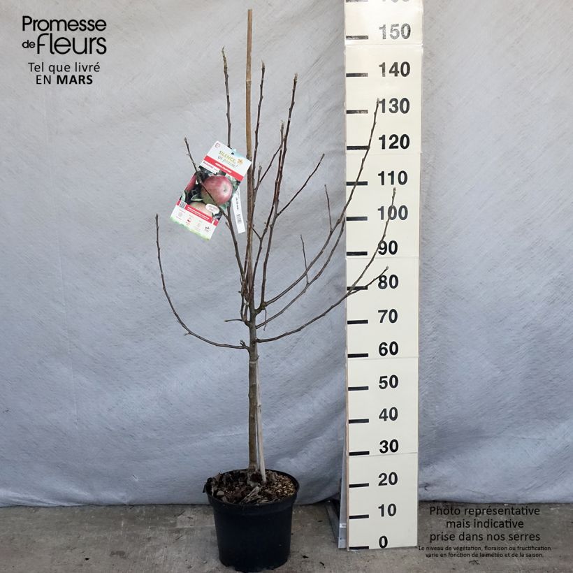 Amostra de Macieira Idared - Malus domestica Vaso de 7,5 L/10 L, Copo tal como entregue na primavera