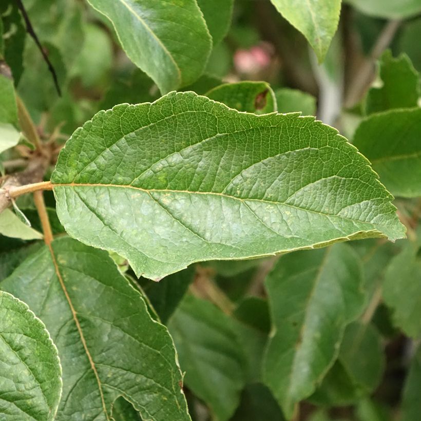Macieira Idared - Malus domestica (Folhagem)