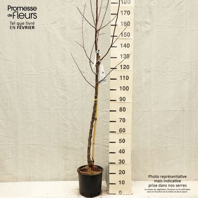 Amostra de Pommier Reinette Blanche du Canada Vaso de 7,5 L/10 L, Meia haste tal como entregue no inverno