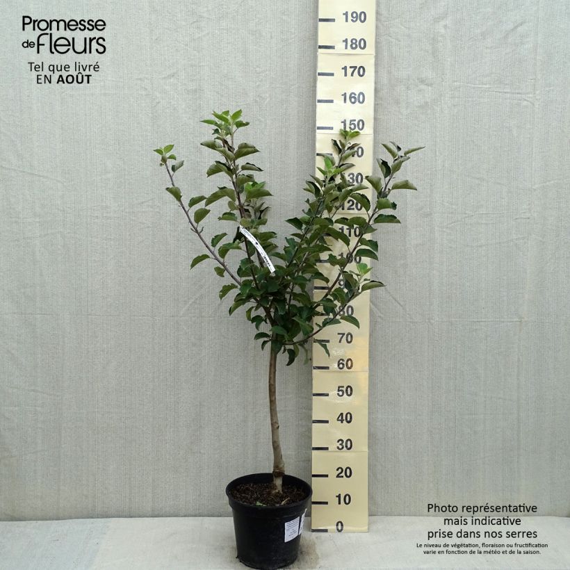 Amostra de Macieira Reinette Branca do Canadá - Malus domestica Vaso de 7,5 L/10 L, Copo tal como entregue no verão