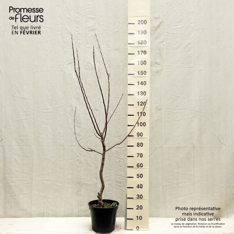 Amostra de Pommier Reinette Blanche du Canada Vaso de 7,5 L/10 L, Copo tal como entregue no inverno