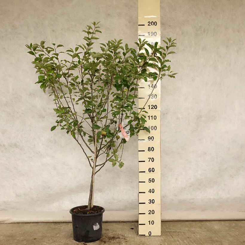 Amostra de Macieira Melrose - Malus domestica Vaso de 7,5 L/10 L, Copo tal como entregue no verão