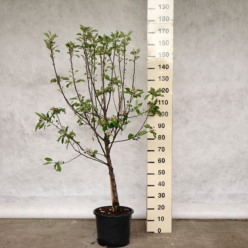 Amostra de Macieira Melrose - Malus domestica Vaso de 7,5 L/10 L, Copo tal como entregue na primavera