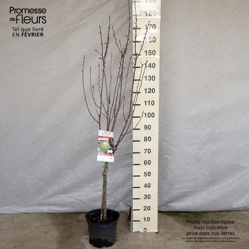 Amostra de Pommier Museau de Lièvre Vaso de 7,5 L/10 L, Copo tal como entregue no inverno