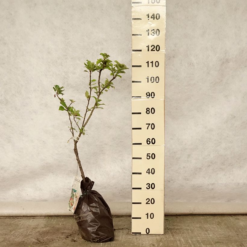 Amostra de Macieira anã Croquella Georges Delbard - Malus domestica Torrão "Pronto a plantar", 1/4 de haste tal como entregue no verão