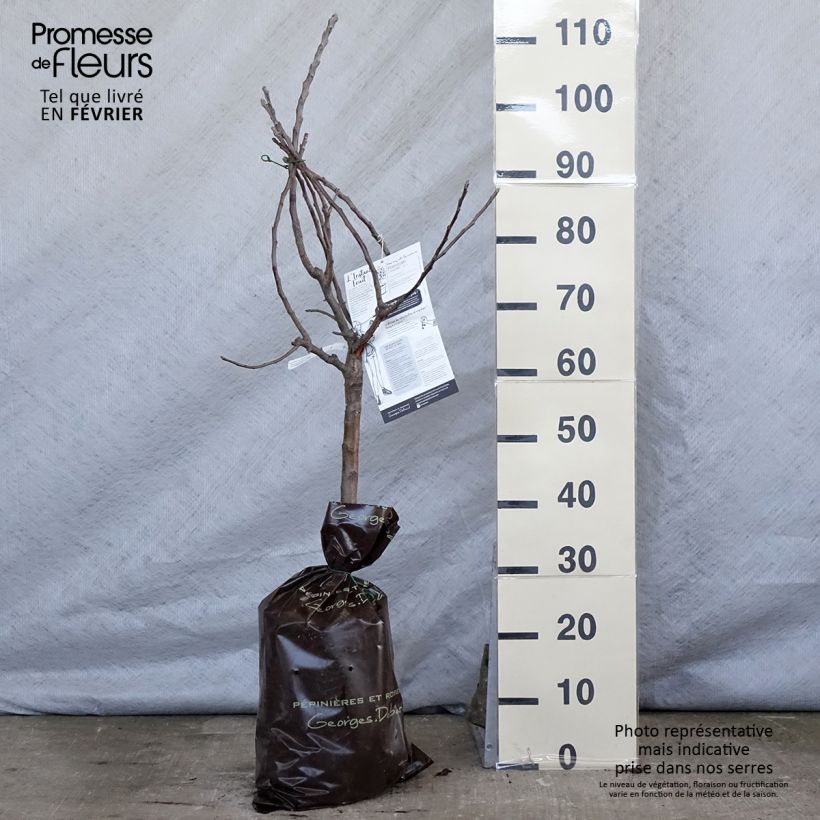 Amostra de Pommier nain Croquella - Georges Delbard Motte "Prêt-à-planter", 1/4 de tige tal como entregue no inverno