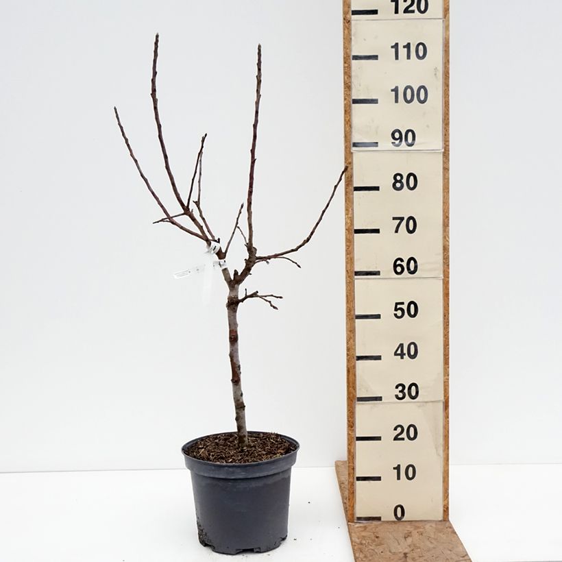 Amostra de Macieira anã Croquella Georges Delbard - Malus domestica Vaso de 7,5 L/10 L, 1/4 de haste tal como entregue no inverno