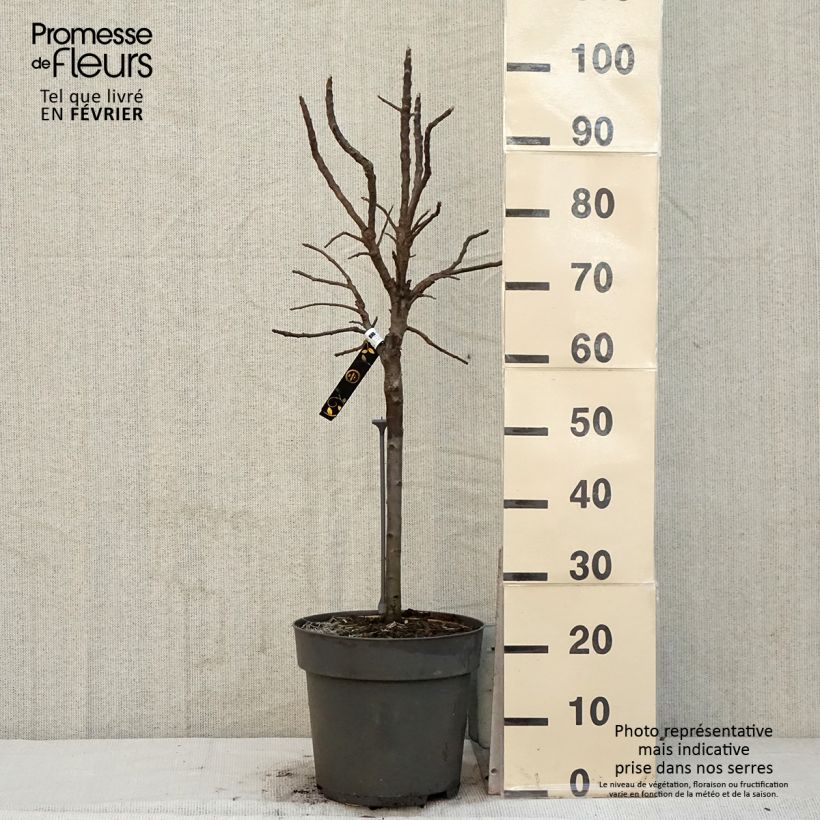 Amostra de Pommier nain Delicado Vaso de 7,5 L/10 L tal como entregue no inverno