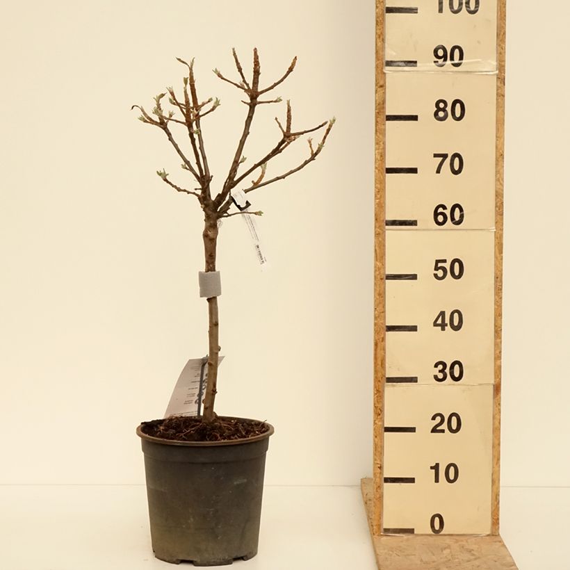 Amostra de Macieira anã Delicado - Malus domestica Vaso de 7,5 L/10 L, 1/4 de haste tal como entregue na primavera