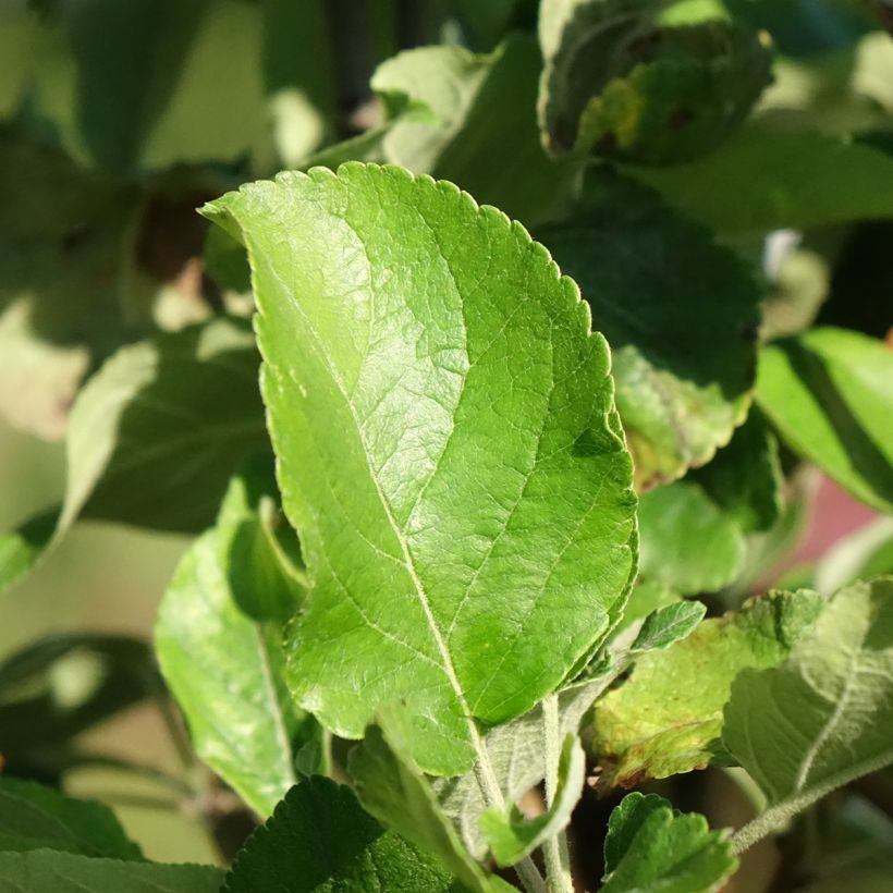 Macieira anã Delicado - Malus domestica (Folhagem)