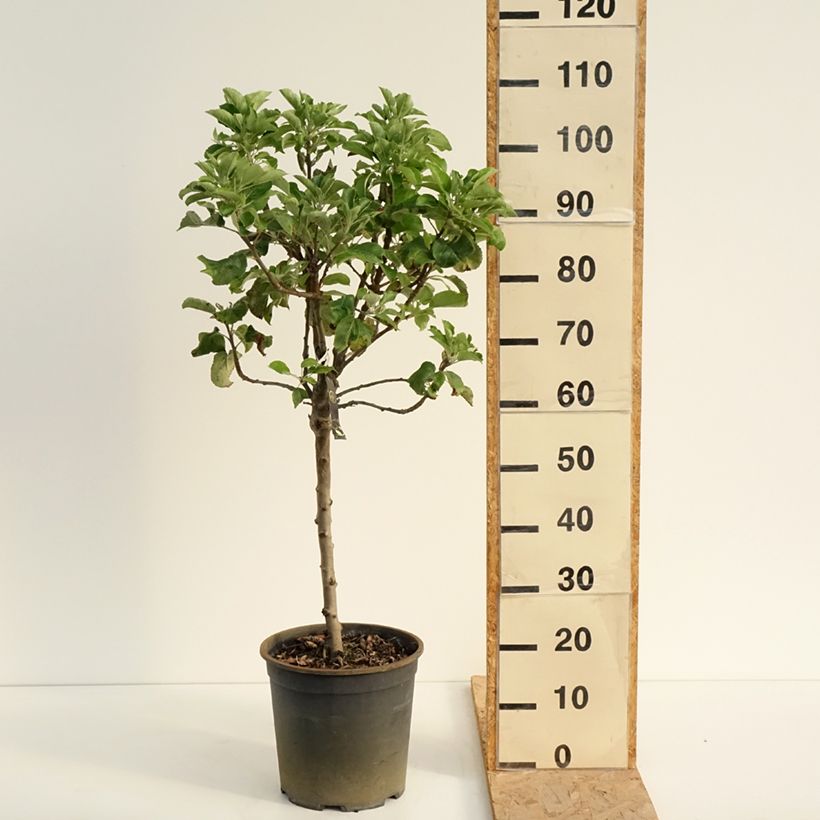 Amostra de Macieira anã Delicado - Malus domestica Vaso de 7,5 L/10 L, 1/4 de haste tal como entregue no verão
