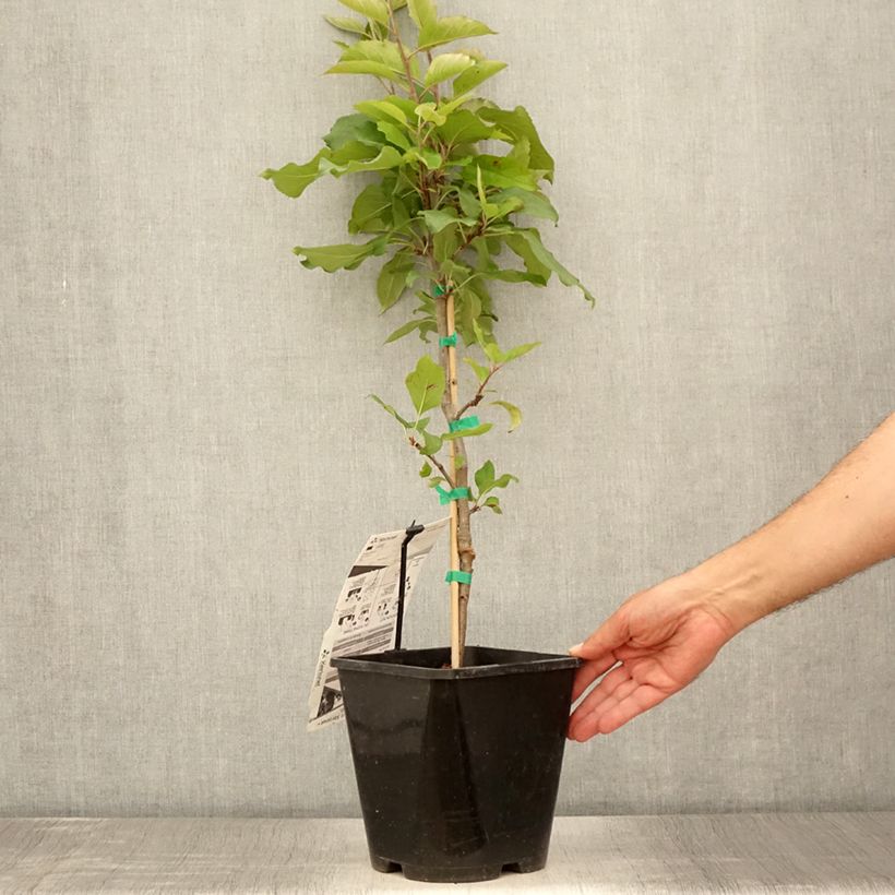 Amostra de Macieira anã Fruit Me Apple Me Red Gala - Malus domestica Vaso de 4 L/5 L, Anão tal como entregue no verão