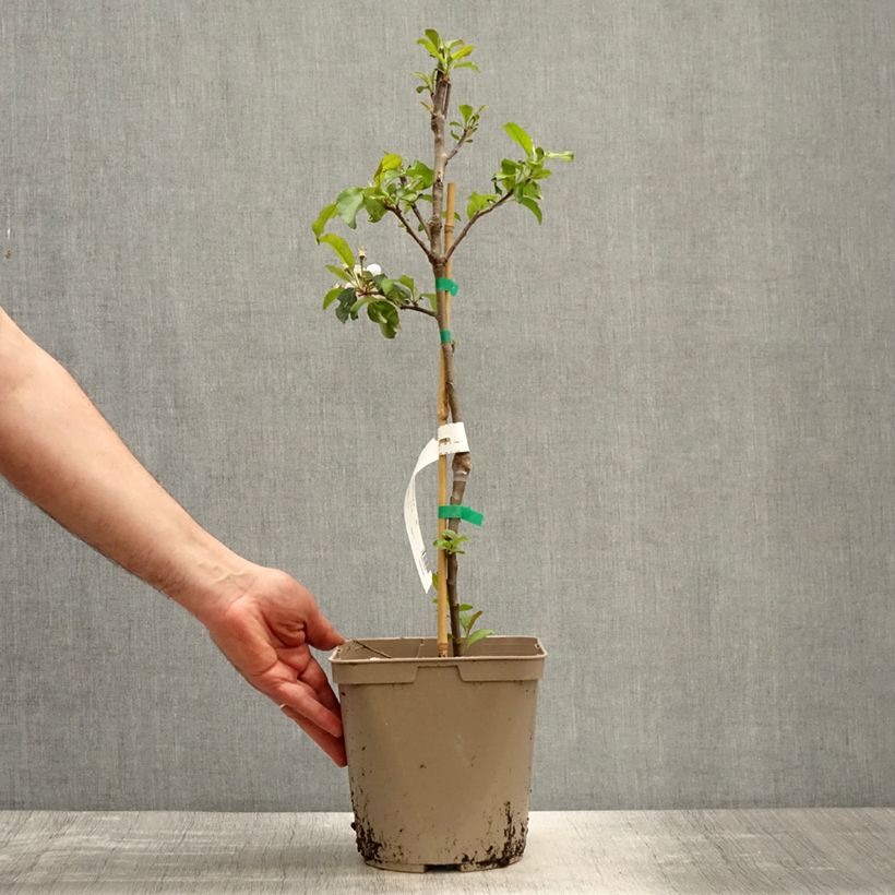 Amostra de Macieira anã Fruit Me Apple Me Red Gala - Malus domestica Vaso de 4 L/5 L, Anão tal como entregue na primavera