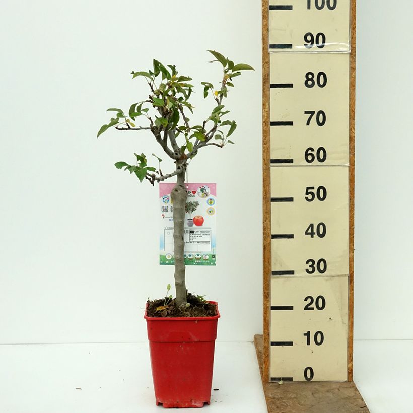 Amostra de Macieira anã Garden Sun Red - Malus domestica Vaso de 6 L/7 L, 1/4 de haste tal como entregue no outono