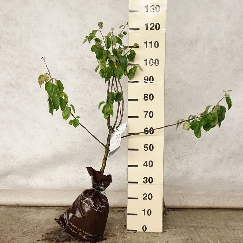 Amostra de Macieira Rambour de Inverno - Malus domestica Torrão "Pronto a plantar", Copo tal como entregue no verão