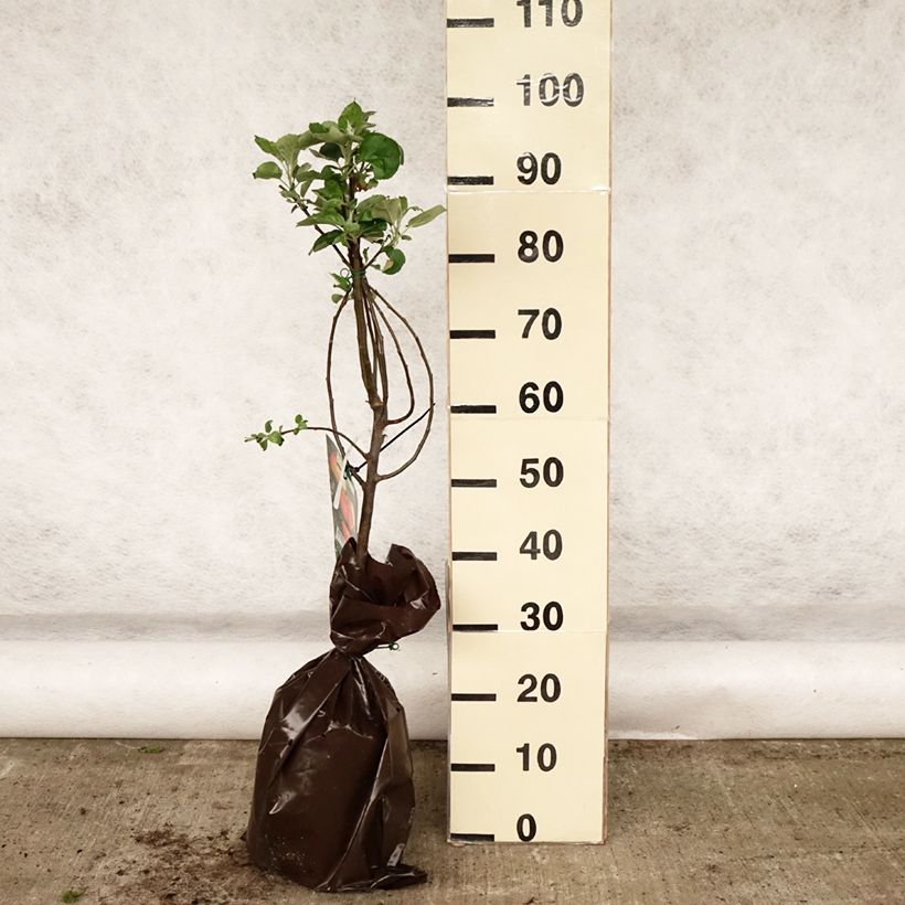 Amostra de Pommier Rambour d'Hiver  Torrão "Pronto a plantar", Copo tal como entregue na primavera