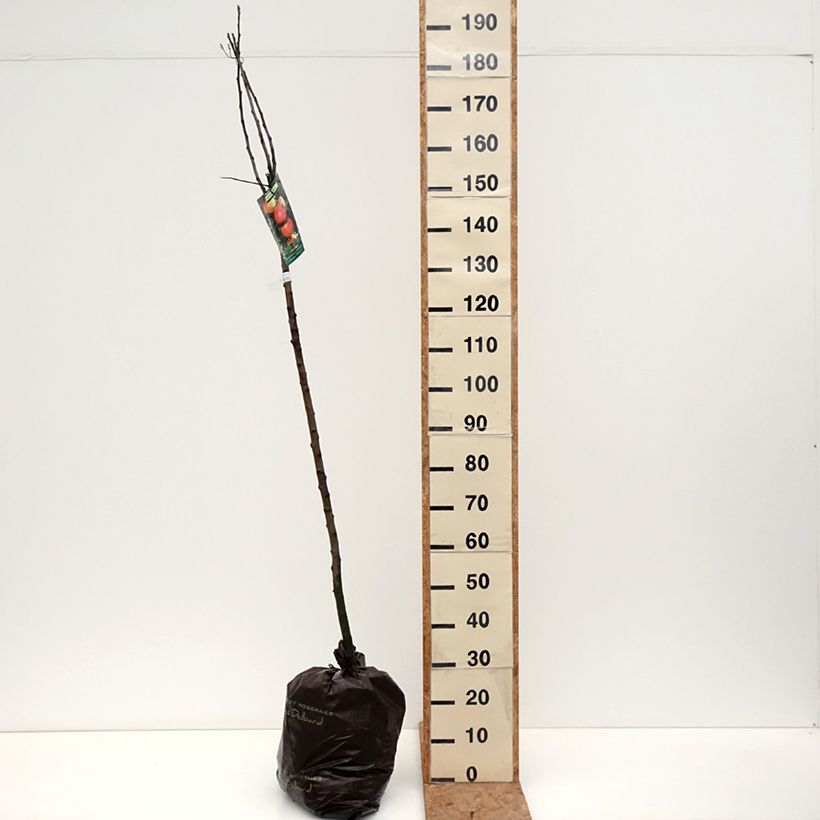 Amostra de Macieira Rambour de Inverno - Malus domestica Torrão "Pronto a plantar", Meia haste tal como entregue no outono