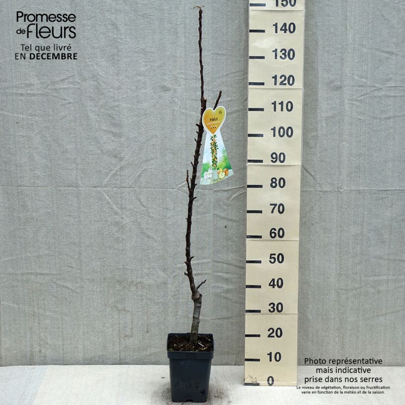 Amostra de Macieira colunar Red Sensation - Malus domestica Vaso de 4 L/5 L, Colunar tal como entregue no outono