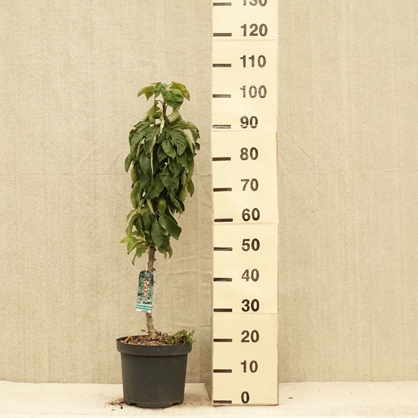 Amostra de Macieira colunar Red Sensation - Malus domestica Vaso de 4 L/5 L, Colunar tal como entregue no verão