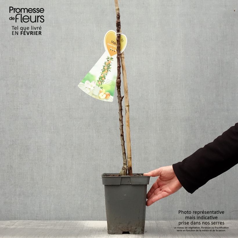 Amostra de Pommier colonnaire Red Sensation Vaso de 4 L/5 L, Colunar tal como entregue no inverno