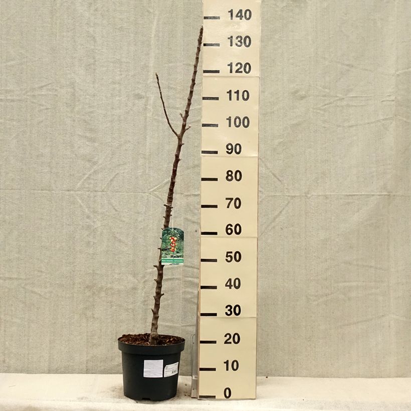 Amostra de Macieira colunar Red Sensation - Malus domestica Vaso de 4 L/5 L, Colunar tal como entregue na primavera