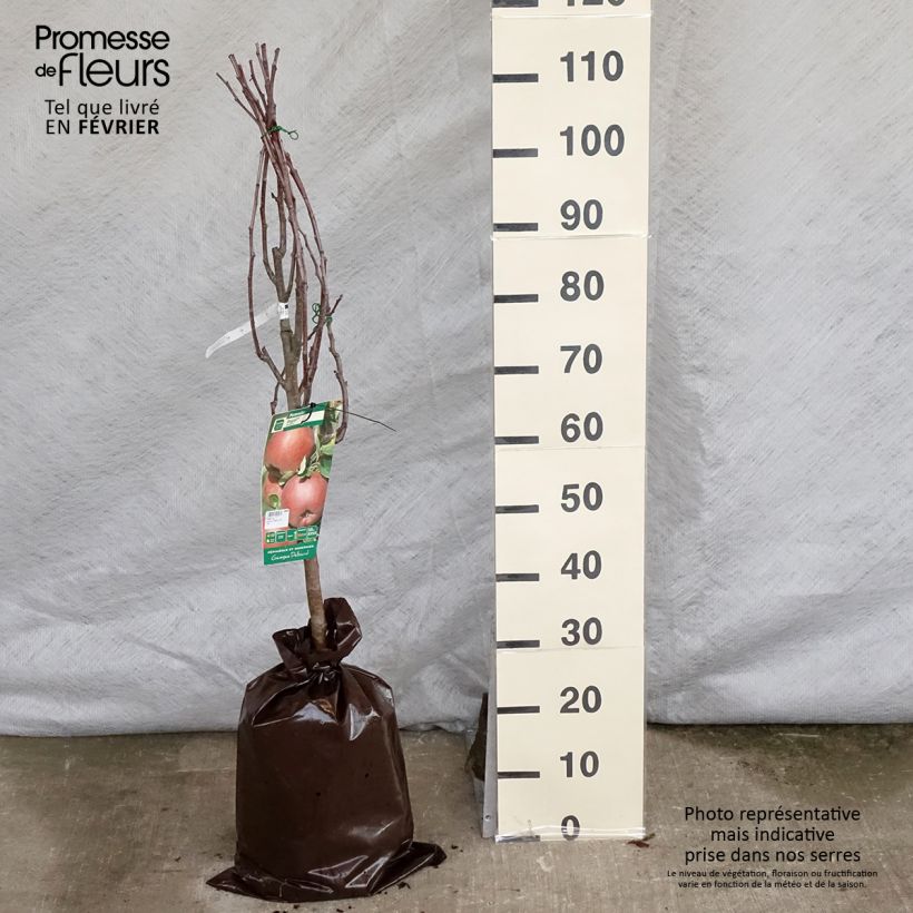 Amostra de Pommier Regali - Georges Delbard Torrão "Pronto a plantar", Copo tal como entregue no inverno