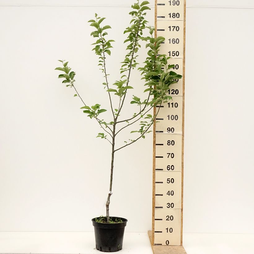 Amostra de Macieira Rainha das Rainetas - Malus domestica Vaso de 7,5 L/10 L, Copo tal como entregue na primavera