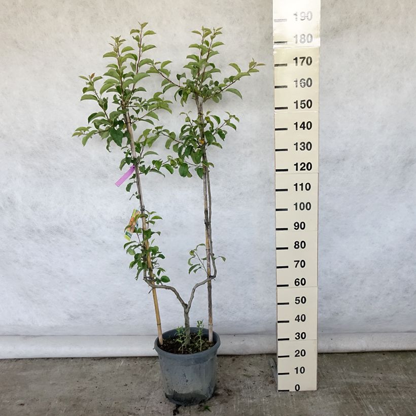 Amostra de Macieira Rainha das Rainetas - Malus domestica Vaso de 12 L/15 L, Palmeta simples em U tal como entregue no verão